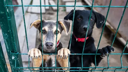 Une famille pour la vie Des jours heureux