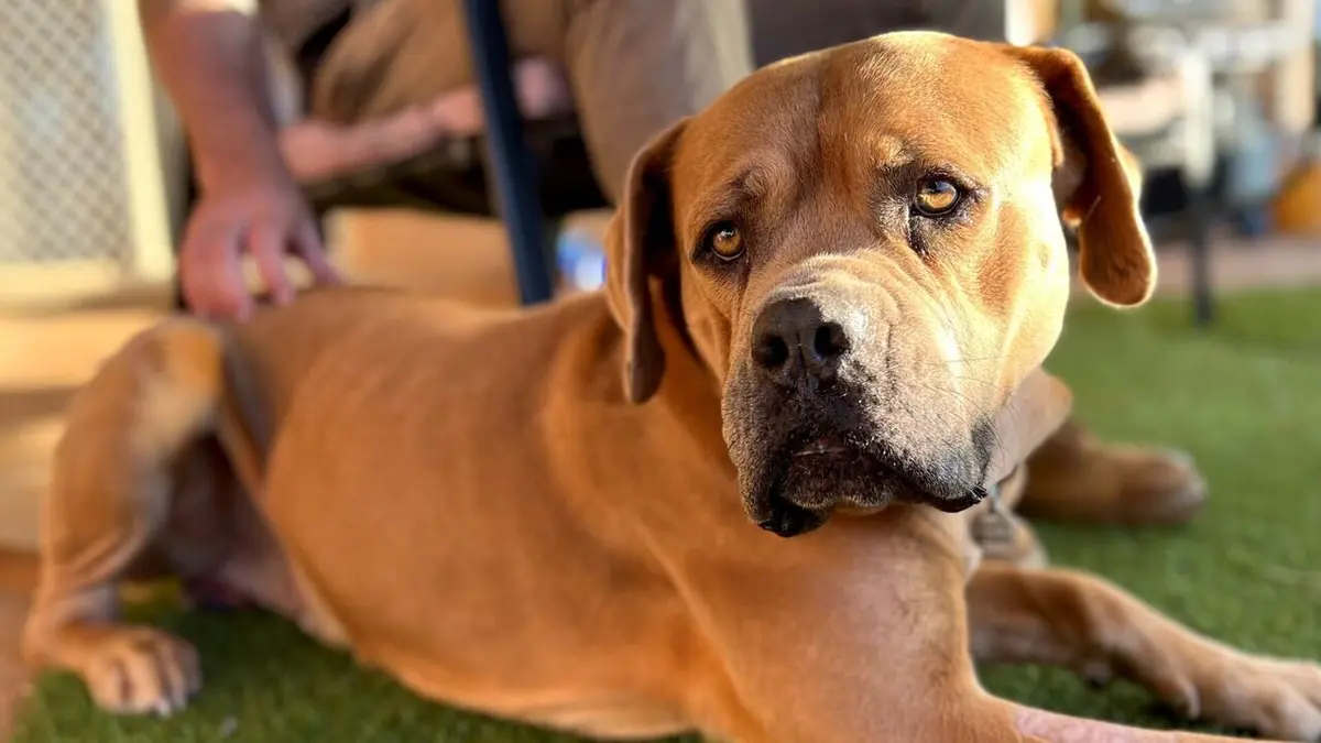 Visuel de Une famille pour la vie La star d'Internet