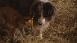 Une ferme sauvage