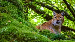 Une ferme sauvage
