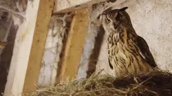 Une ferme sauvage