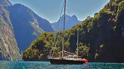 Visuel de Une fleur en Patagonie