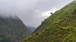 Une forêt entre ciel et terre
