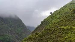 Une forêt entre ciel et terre