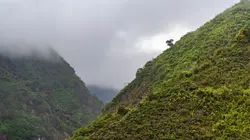 Une forêt entre ciel et terre