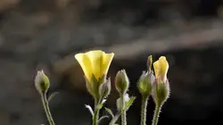 Visuel de Une forêt renaît de ses cendres