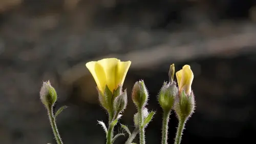 Une forêt renaît de ses cendres