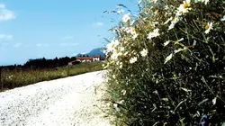 Une hirondelle a fait le printemps