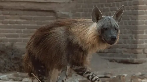 Une hyène pas comme les autres