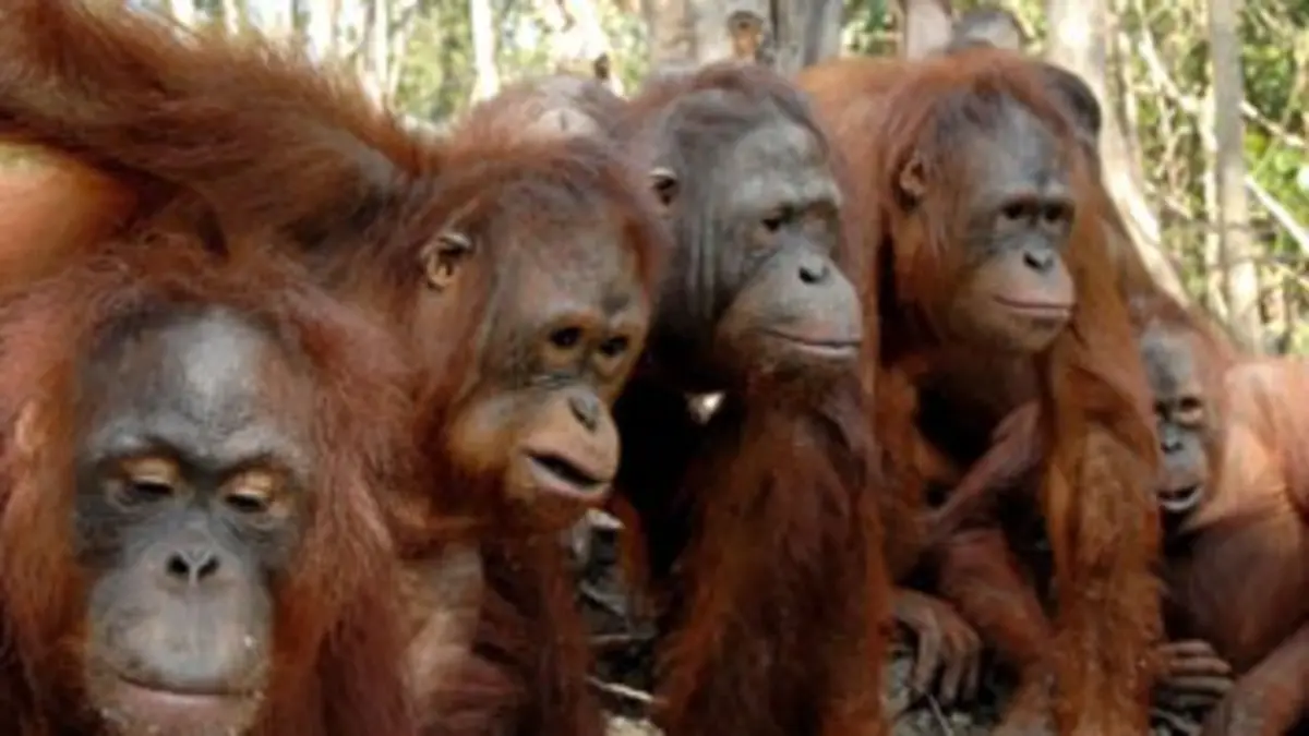 Une île pour les orangs-outans S01E01 L'installation