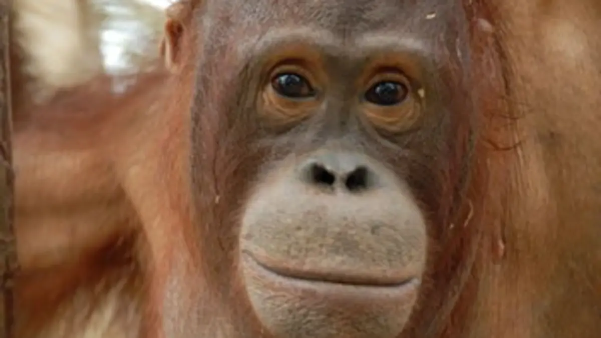 Une île pour les orangs-outans S01E03 Prisonniers des eaux