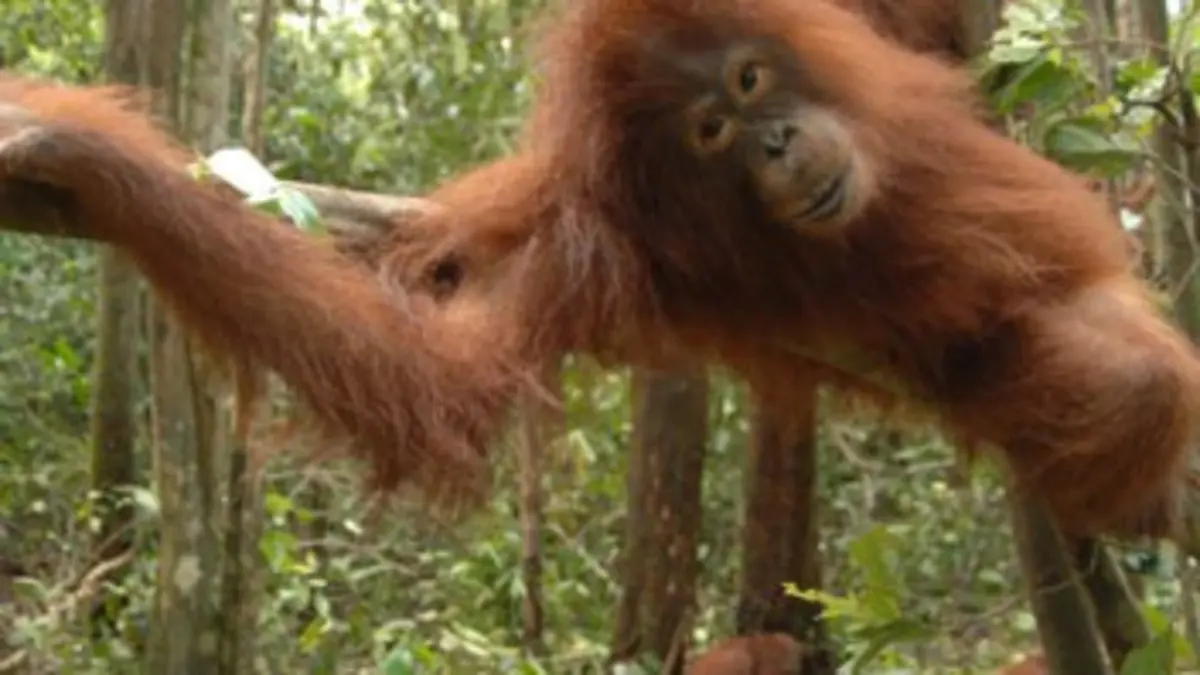 Une île pour les orangs-outans S01E04 Mauvaises rencontres