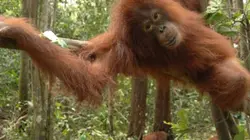 Visuel de Une île pour les orangs-outans