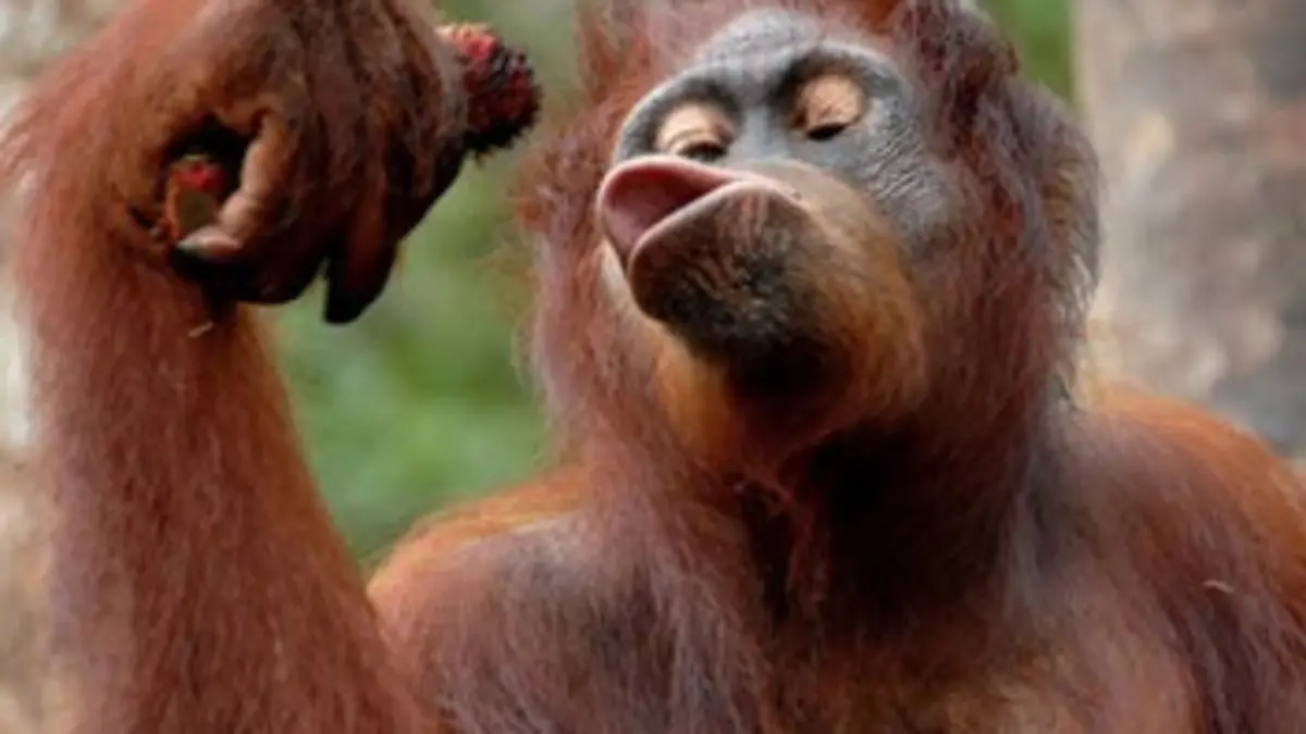 Une île pour les orangs-outans S01E05 Mission exploration