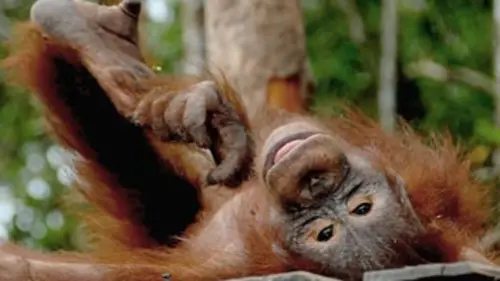 Une île pour les orangs-outans