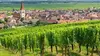 Une minute, un vignoble Le vignoble du Languedoc, un acteur majeur du développement durable