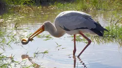 Une oasis sauvage au Kenya : Le temps de l'abondance