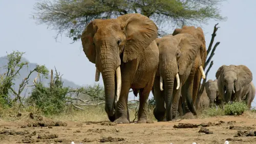 Une oasis sauvage au Kenya : Le temps des sécheresses