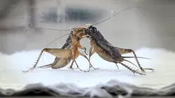 Visuel de Une passion chinoise, les combats de grillons