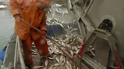 Visuel de Une pêche sur le déclin