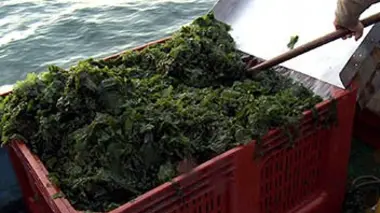 En vert et contre tout