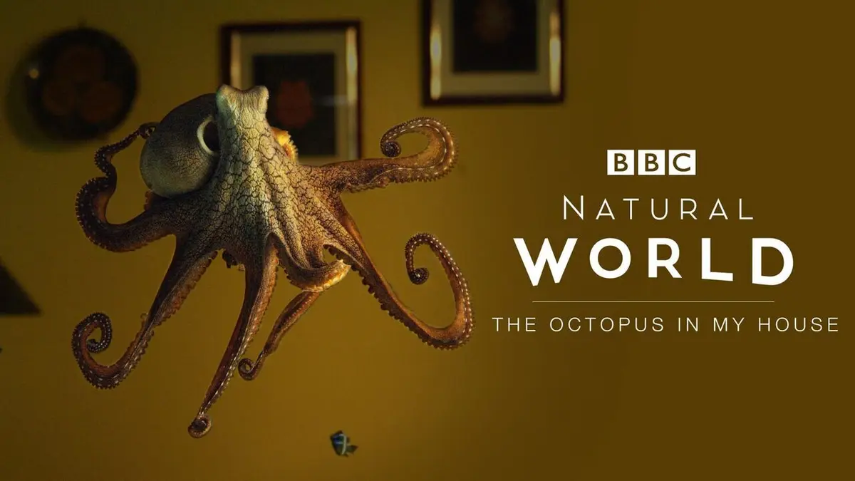 Une pieuvre dans mon salon