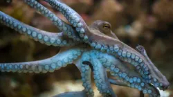 Une pieuvre dans mon salon