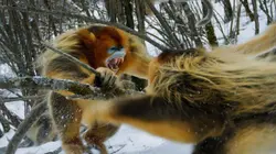 Une planète, deux mondes sauvages  Hémisphère Nord