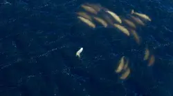 Audiences TV : Une planète, deux mondes sauvages