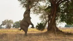 Une planète, deux mondes sauvages