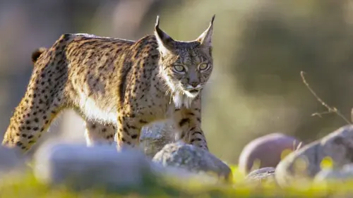 Une planète en partage Au coeur des forêts