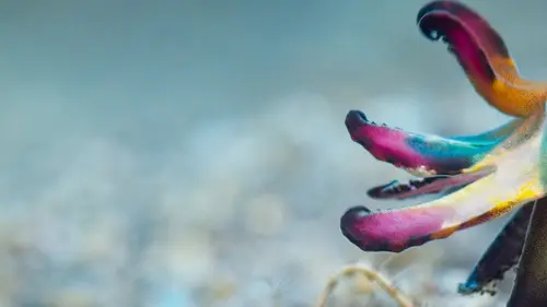 Une planète parfaite Du ciel aux océans