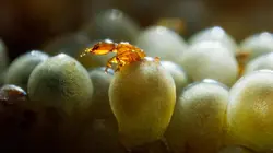 Une planète parfaite