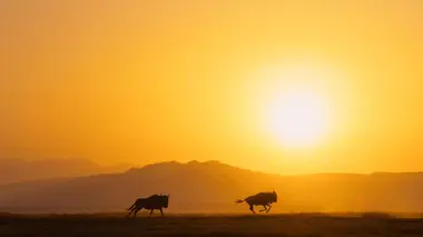 Les forces du soleil