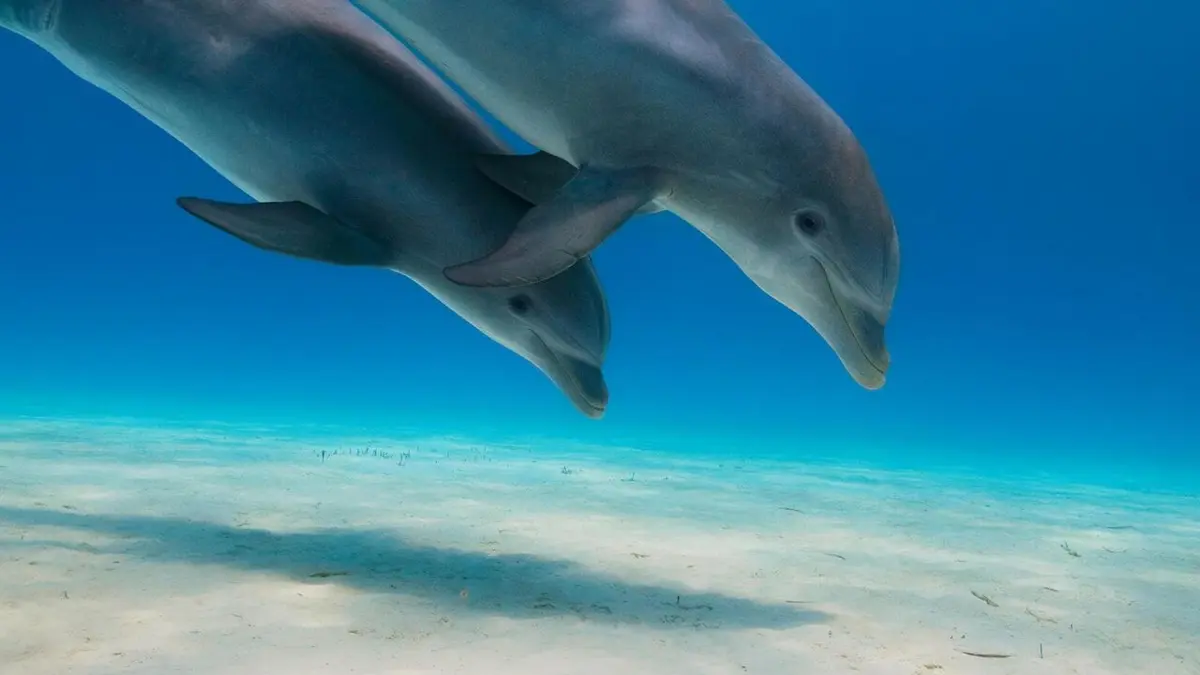 Une planète parfaite Les forces de l'océan