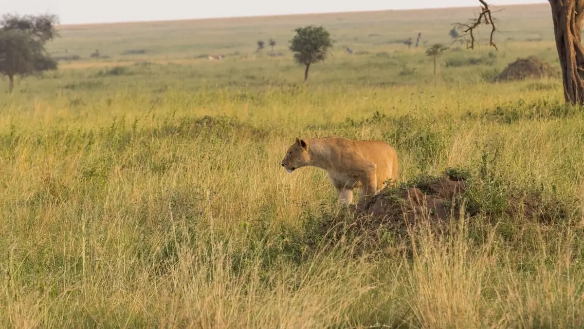 Épisodes de Une planète parfaite