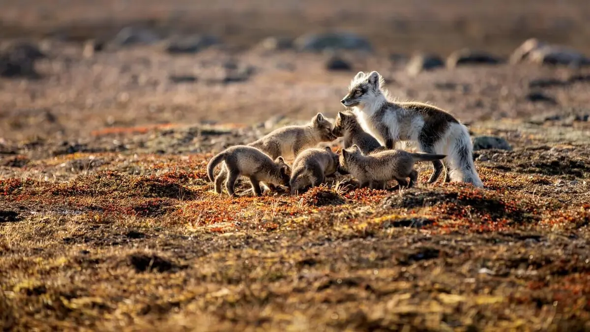 Une planète parfaite Du soleil aux volcans