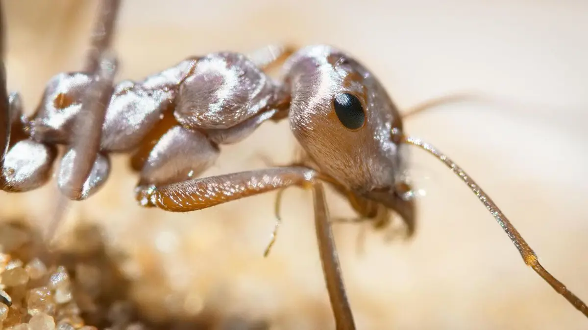 Visuel de Une planète parfaite Les forces de l'océan