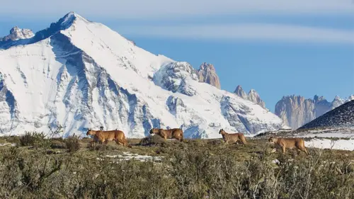 Une planète, sept mondes sauvages Amérique du Sud