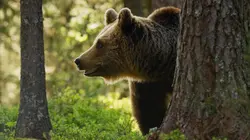 Une planète, sept mondes sauvages