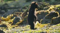 Une planète, sept mondes sauvages