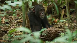 Une planète, sept mondes sauvages