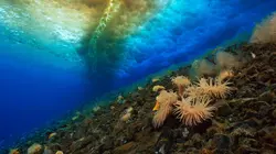 Une planète, sept mondes sauvages