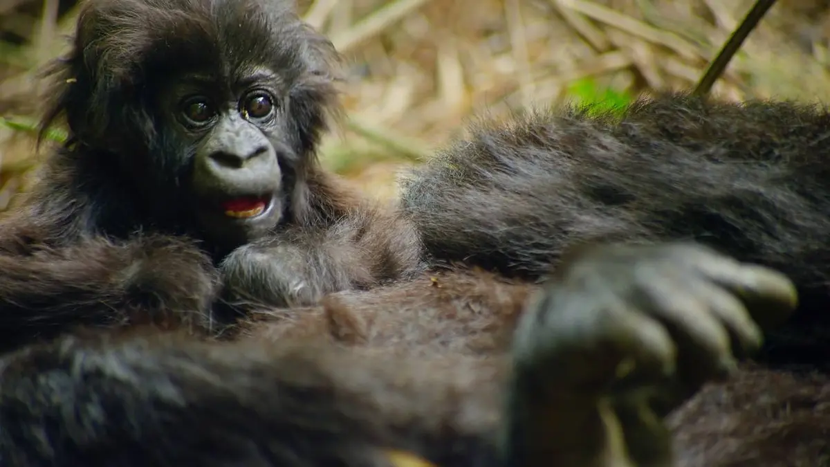 Une planète, sept mondes sauvages E07 Afrique
