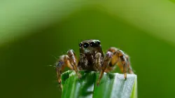 Une planète, sept mondes sauvages