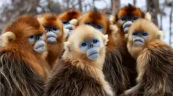 Une planète, sept mondes sauvages  Amérique du Sud