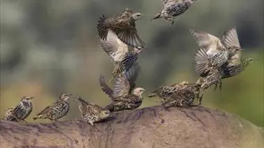 Amours printanières