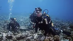 Visuel de Une saison à Tahiti