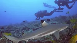 Visuel de Une saison à Tahiti