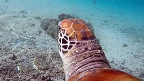 Une saison à Tahiti E05